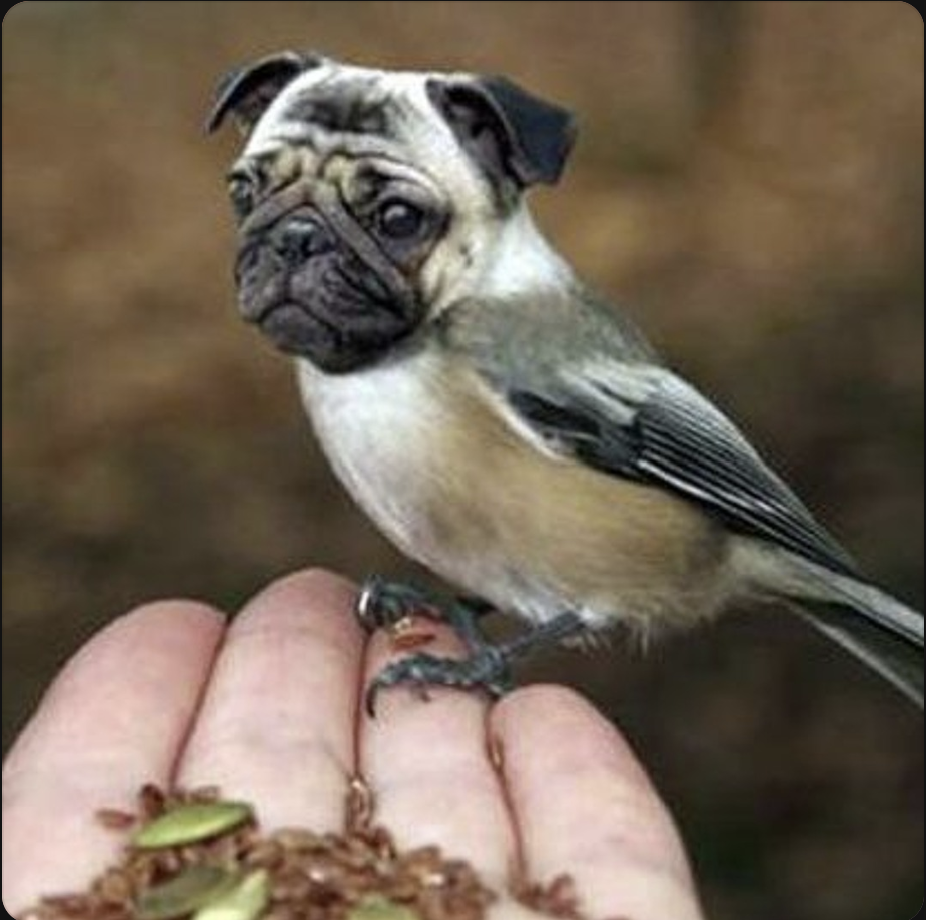 The Bird Dawg’s featured image